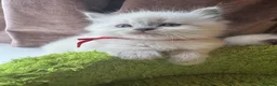 Ragdoll cats for sale: Pawtrait Perfect Ragdoll kittens in Hemel Hempstead - Advert 5