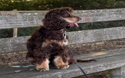 Cocker Spaniel dogs for sale: Kc Reg Pure bred show cocker spaniels  - Image 2
