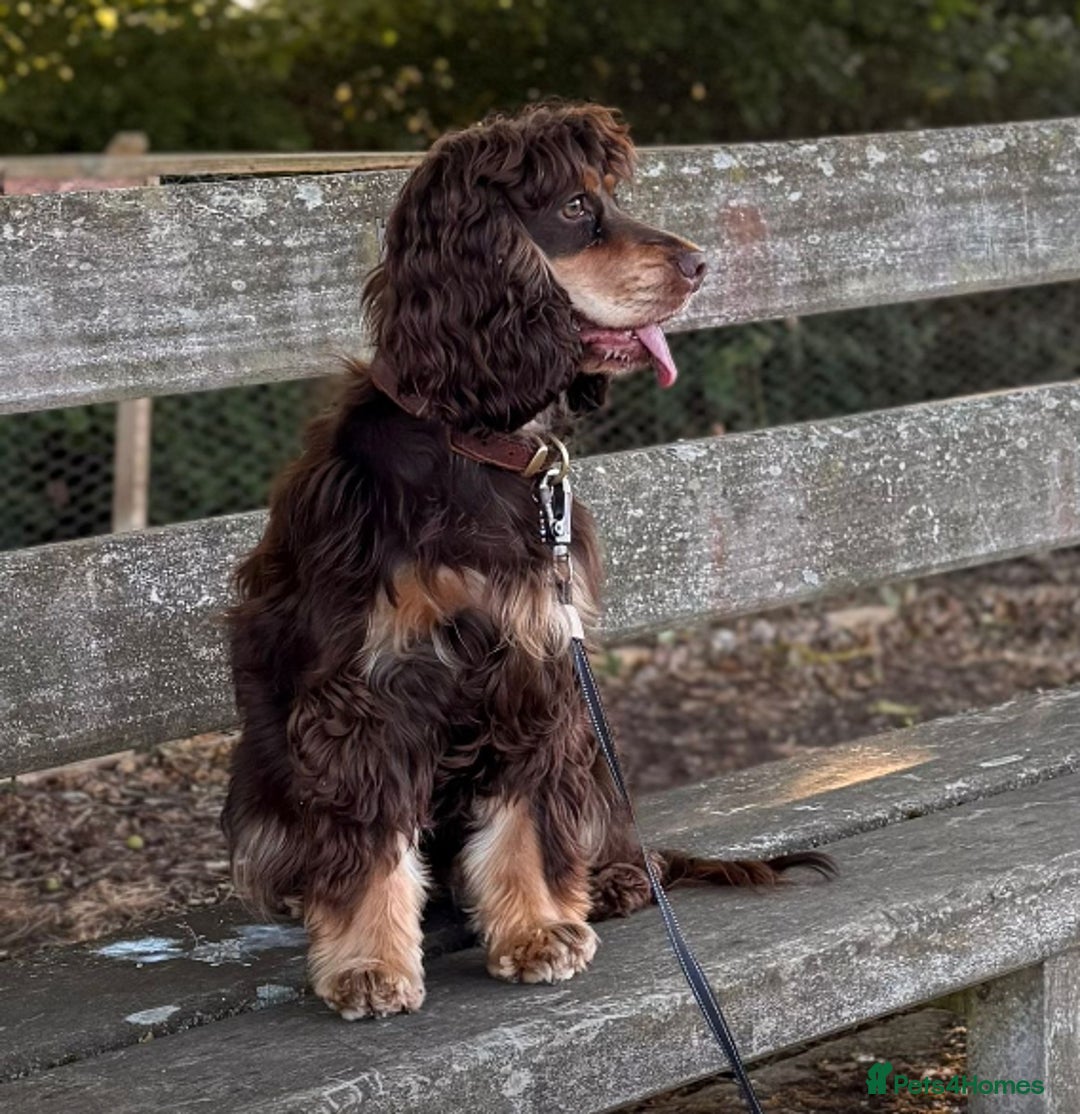 Cocker Spaniel dogs for sale: Kc Reg Pure bred show cocker spaniels  - Image 2
