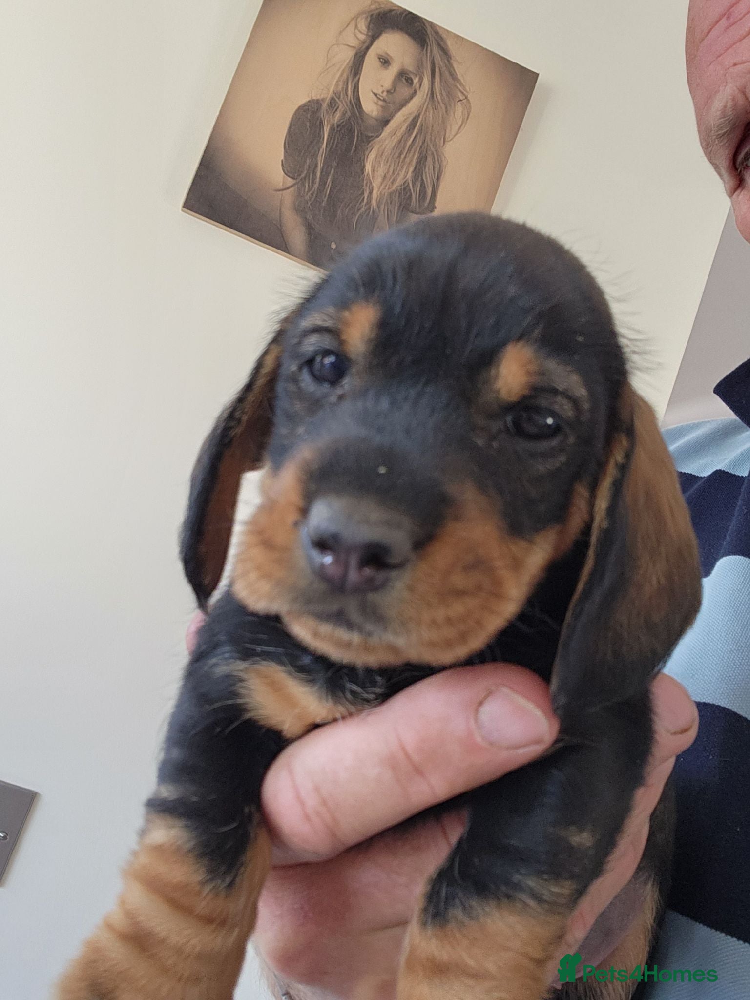 Dachshund dogs Working teckel pups.  - Advert 8