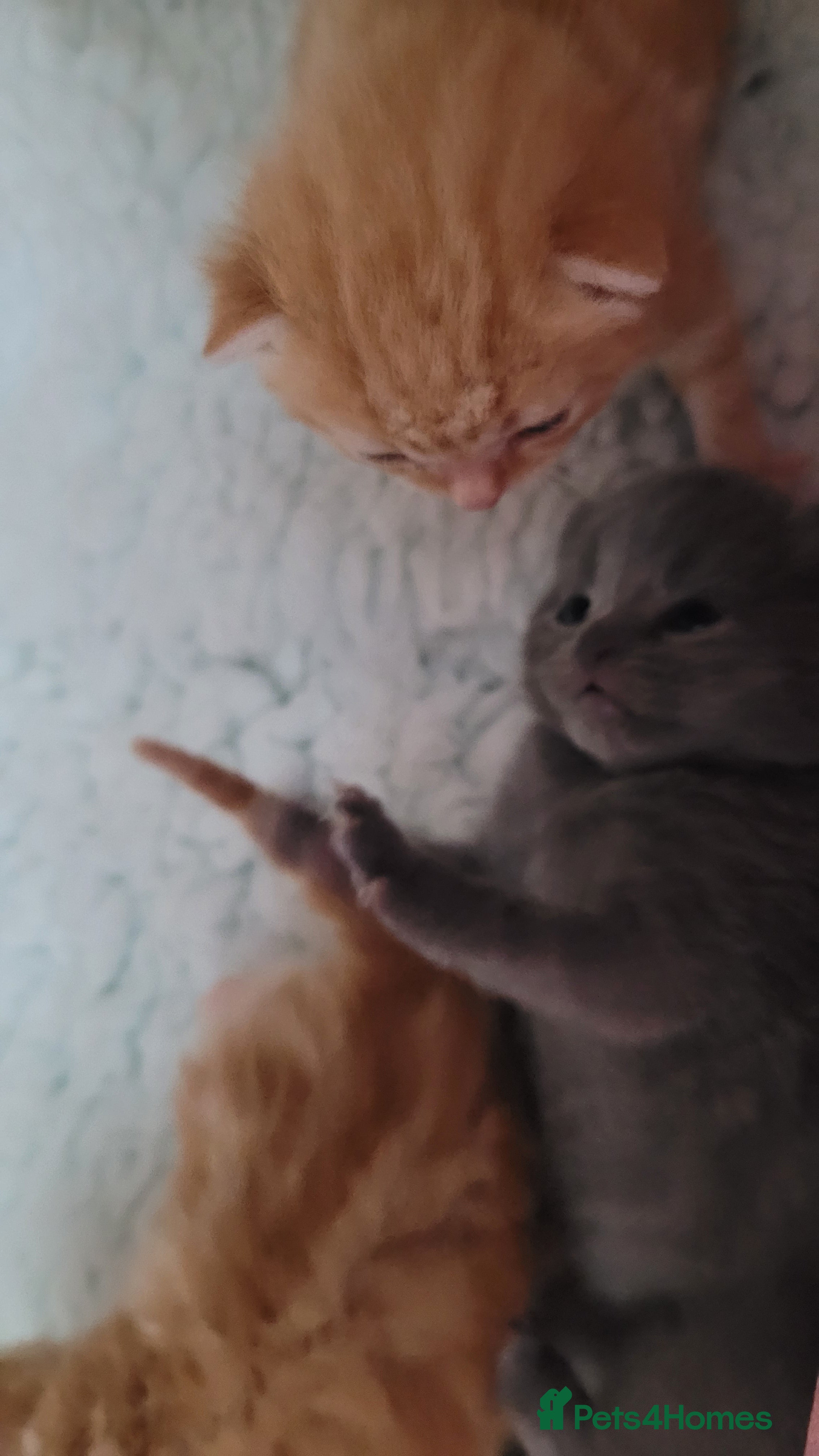 British Shorthair cats 5 beautiful bsh kittens  - Advert 1