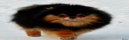 Pomeranian dogs for sale: KC Pomeranian Pups - Exceptional Russian Lines in Liverpool - Advert 14