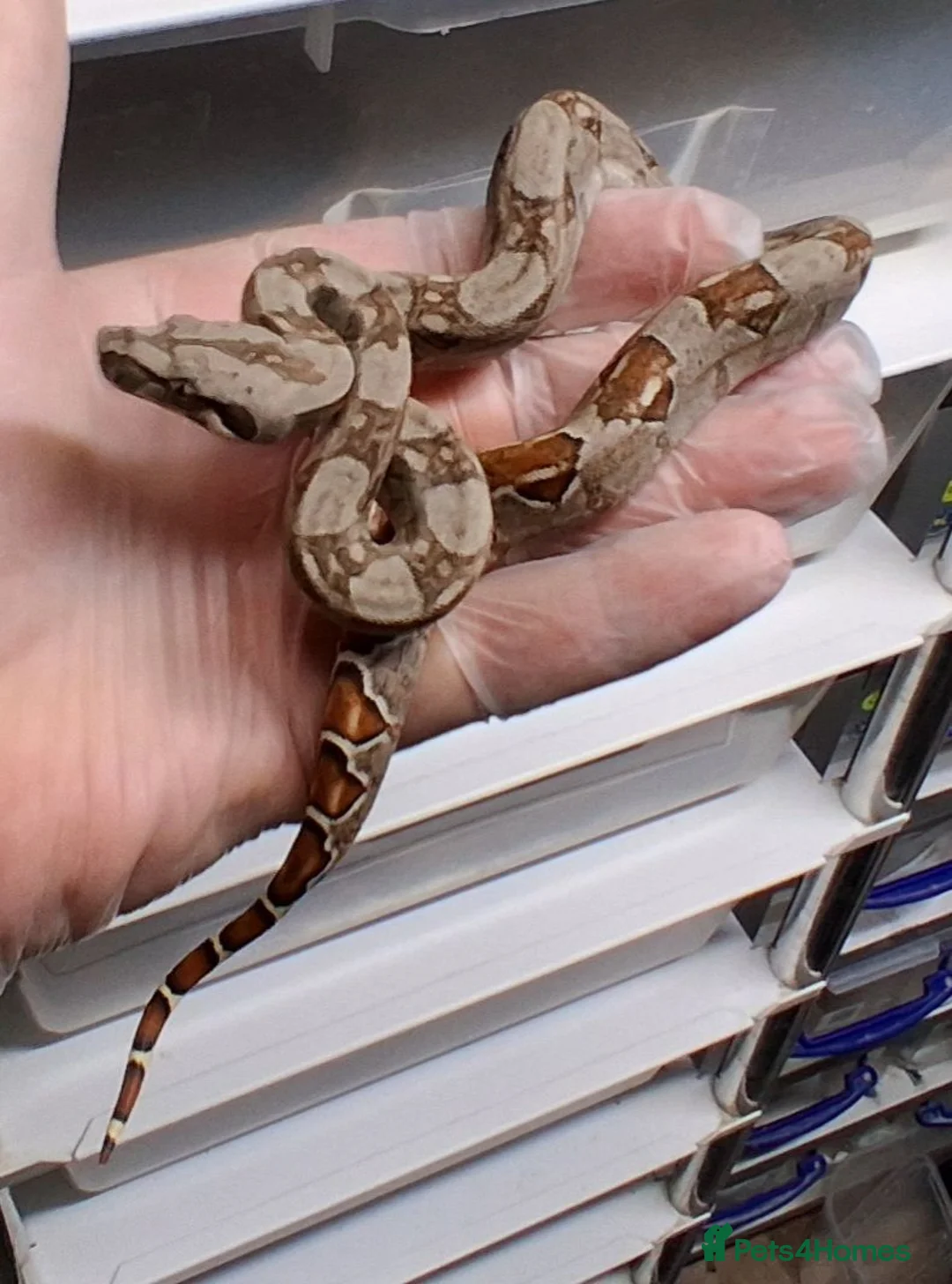 Boa Snake reptiles for sale: Baby Female Boa constrictors  - Advert 2