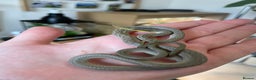 Rat Snake reptiles for sale: Male Rhino Rat Snake - Advert 3