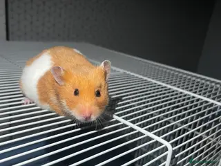 Hamster rodents Syrian hamster - Advert 15