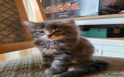 Mixed Breed cats for sale: 4 flufball looking for new home - Image 10