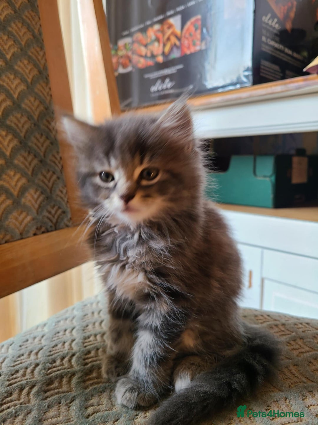 Mixed Breed cats for sale: 4 flufball looking for new home - Image 10