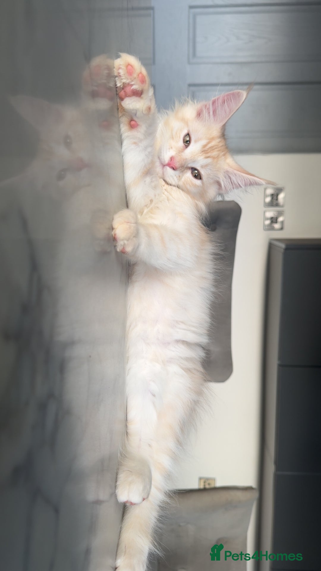 Maine Coon cats for sale: Last male left stunning Maine coon-  - Advert 12