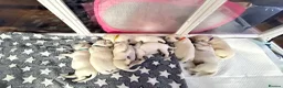 Golden Retriever dogs for sale: Gorgeous Golden Retriever Puppies For Sale - Advert 9