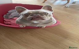 French Bulldog dogs for sale: Adult French Bulldogs  - Image 10