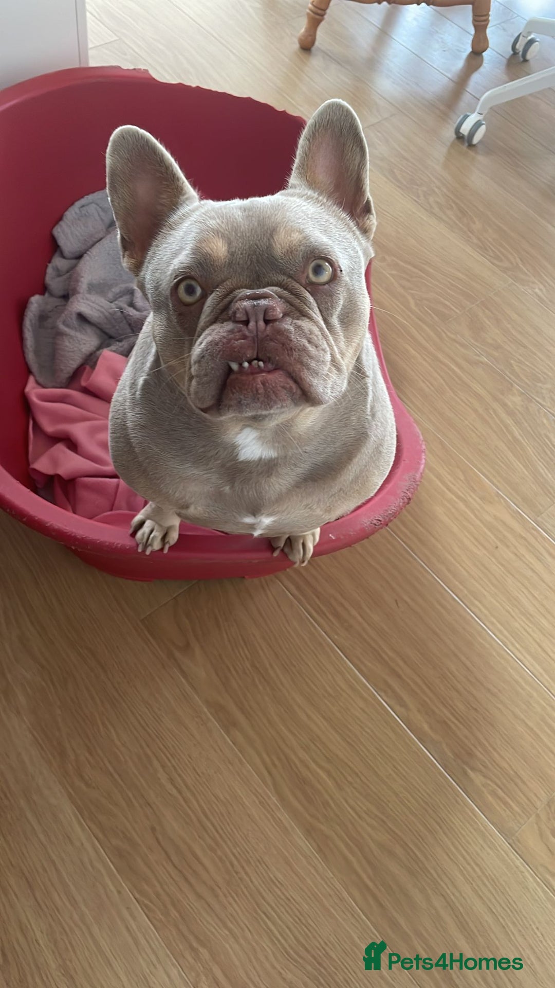 French Bulldog dogs for sale: Adult French Bulldogs  - Image 10