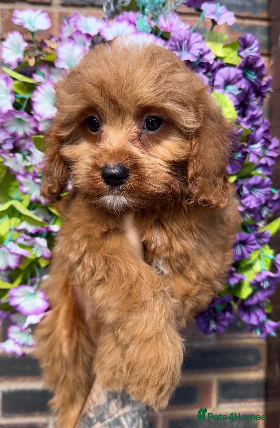 Cavapoo dogs 💙🩵Stunning Red Cavapoos boys 💙🩵 - Advert 1
