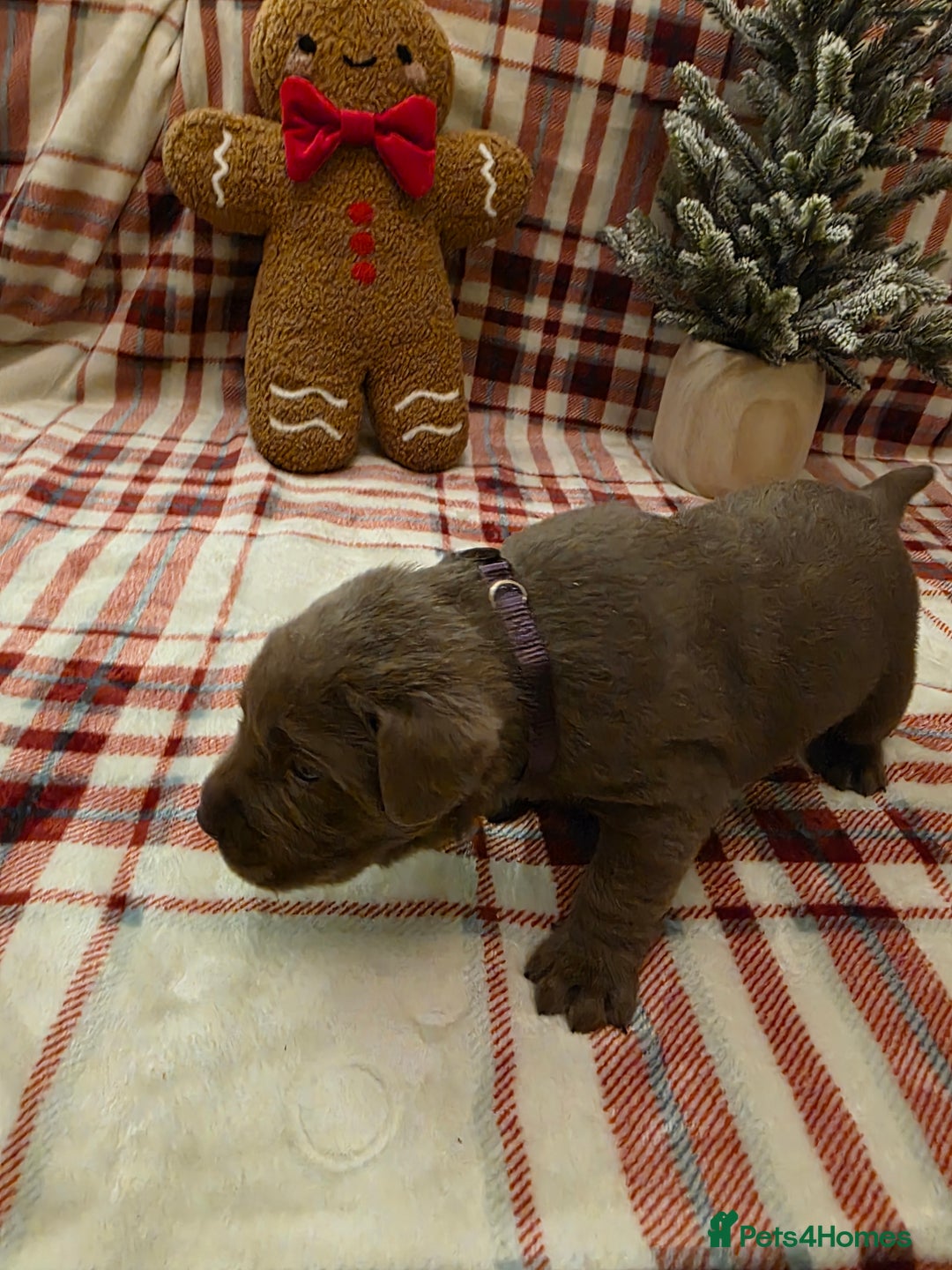 Labrador Retriever dogs for sale: Silver Labrador Puppies For Sale - Advert 20