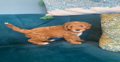 Cockapoo dogs - Advert 10