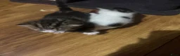 Mixed Breed cats for sale: Beautiful mixed breed kittens - Advert 5