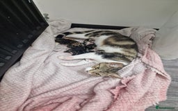 Mixed Breed cats for sale: 3 Adorable kittens  - Image 1