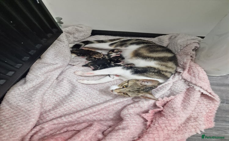 Mixed Breed cats - Advert 16