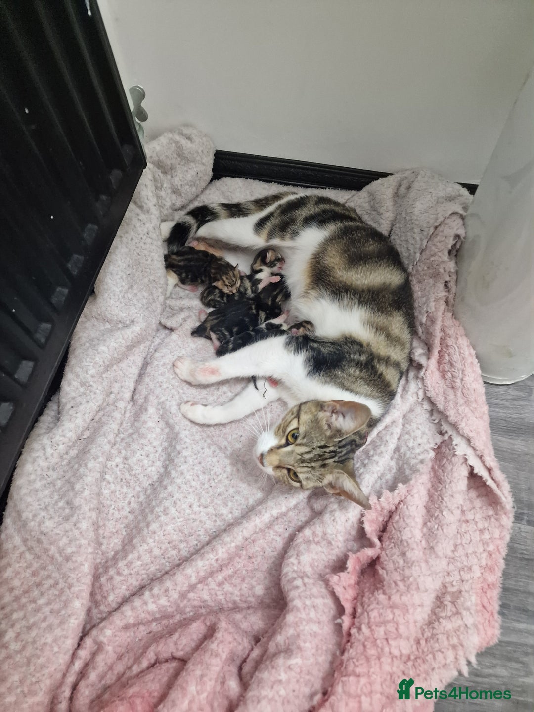 Mixed Breed cats for sale: 3 Adorable kittens  - Image 1