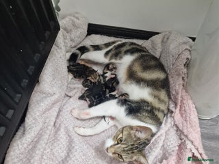 Mixed Breed cats - Advert 14