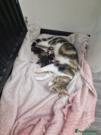 Mixed Breed cats - Advert 11