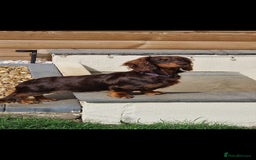 Miniature Dachshund dogs for sale: Minature dashound  - Image 1
