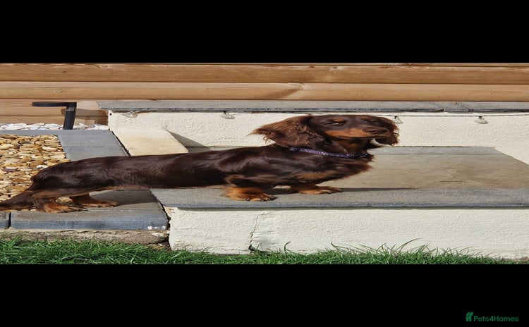 Miniature Dachshund dogs - Advert 12