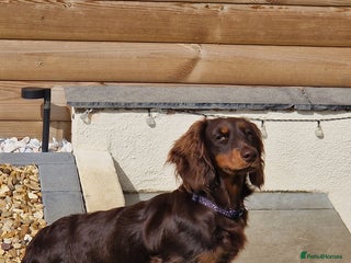 Miniature Dachshund dogs - Advert 22