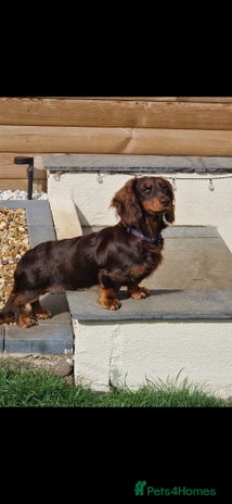 Miniature Dachshund dogs - Advert 1