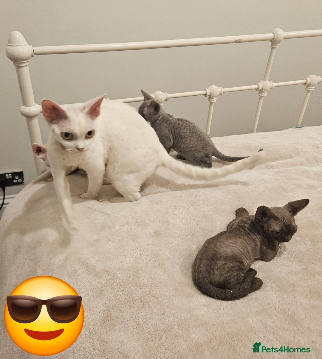 Devon Rex cats for sale: Dashing Devons - Advert 9