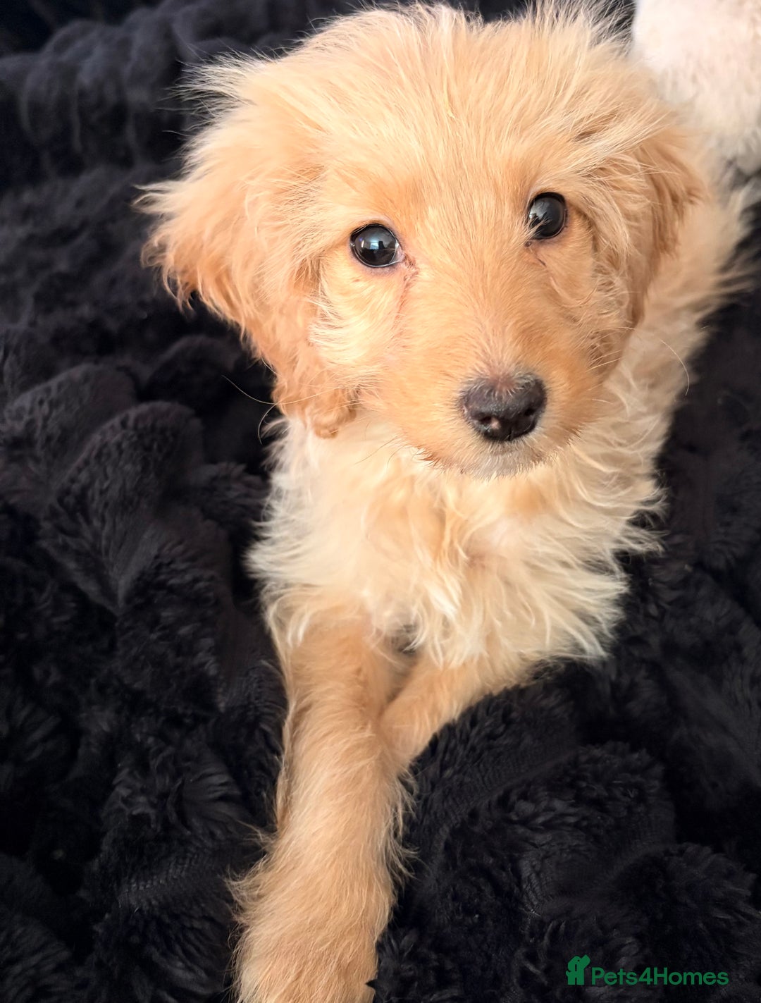Cockapoo dogs for sale: Small cockapoo girl willow  - Advert 3