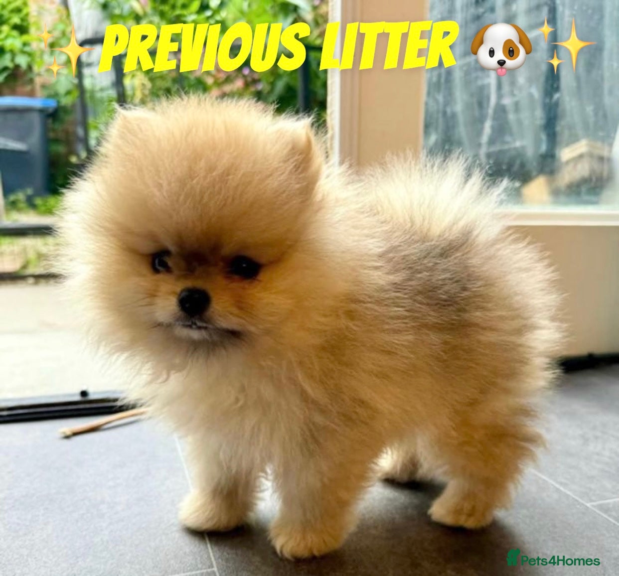 Pomeranian dogs 🏆✨LAST 2🧸SKY🩵BLUE👀 POMS🐶✨ - Advert 3