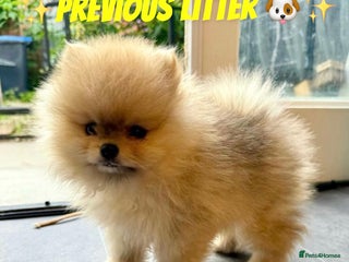 Pomeranian dogs 🏆✨LAST 2🧸SKY🩵BLUE👀 POMS🐶✨ - Advert 3