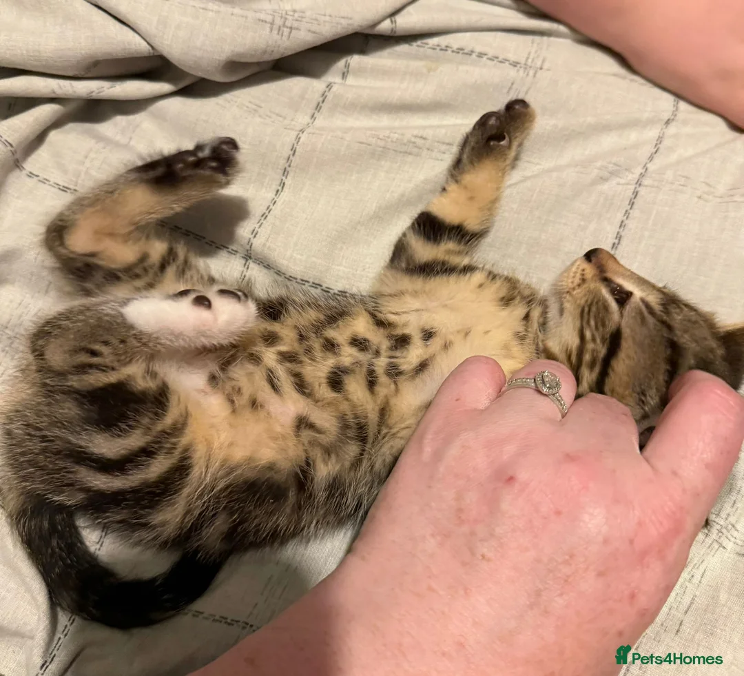 Domestic Shorthair cats for sale: 3 beautiful tabby kittens - Advert 11