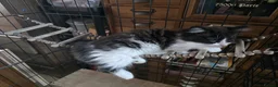 Mixed Breed cats for sale:  Playful & Loving KittensLooking for Forever Homes - Advert 2