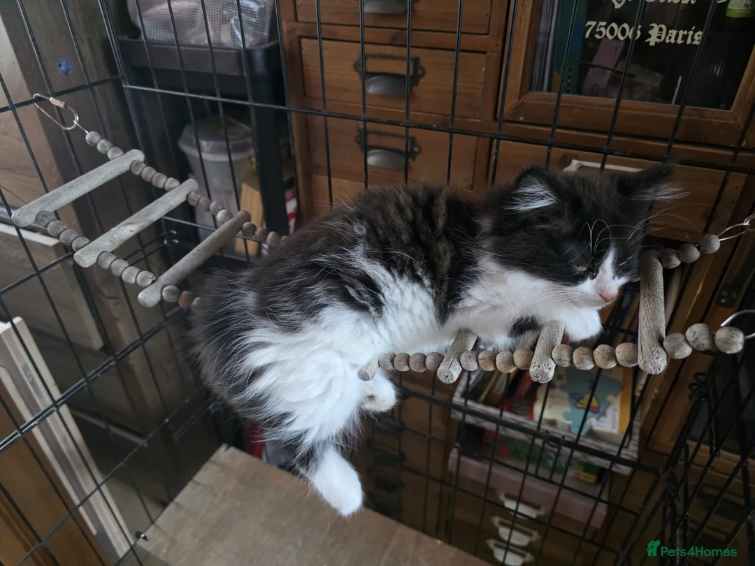 Mixed Breed cats for sale:  Playful & Loving KittensLooking for Forever Homes - Advert 2