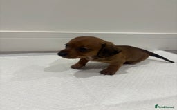 Miniature Dachshund dogs for sale: Beautiful little miniature dachshund girl  - Image 9
