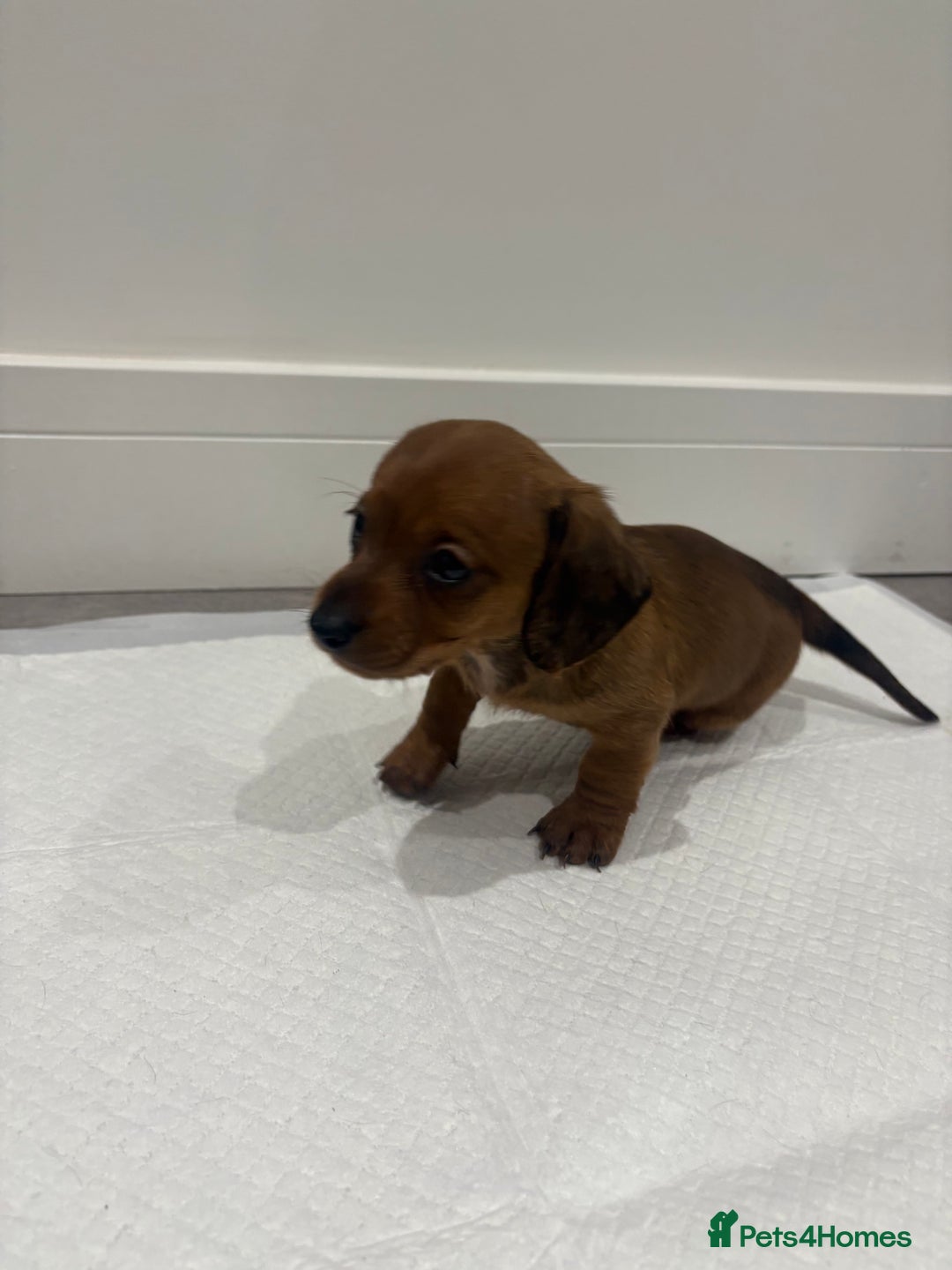 Miniature Dachshund dogs for sale: Beautiful little miniature dachshund girl  - Image 9
