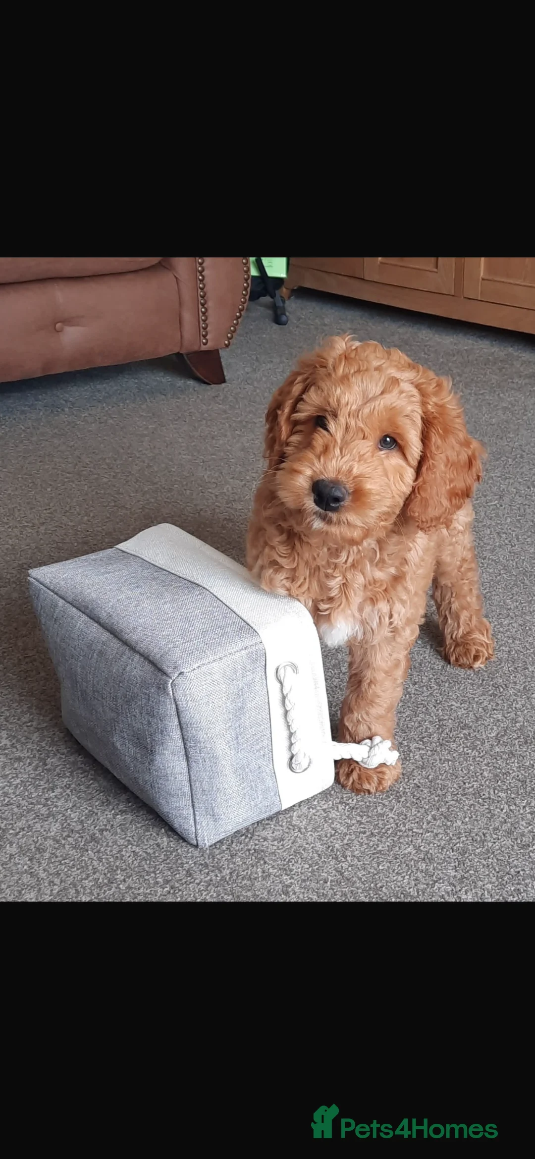 Australian Labradoodle dogs for sale: Australian Labradoodle Pups - Advert 11