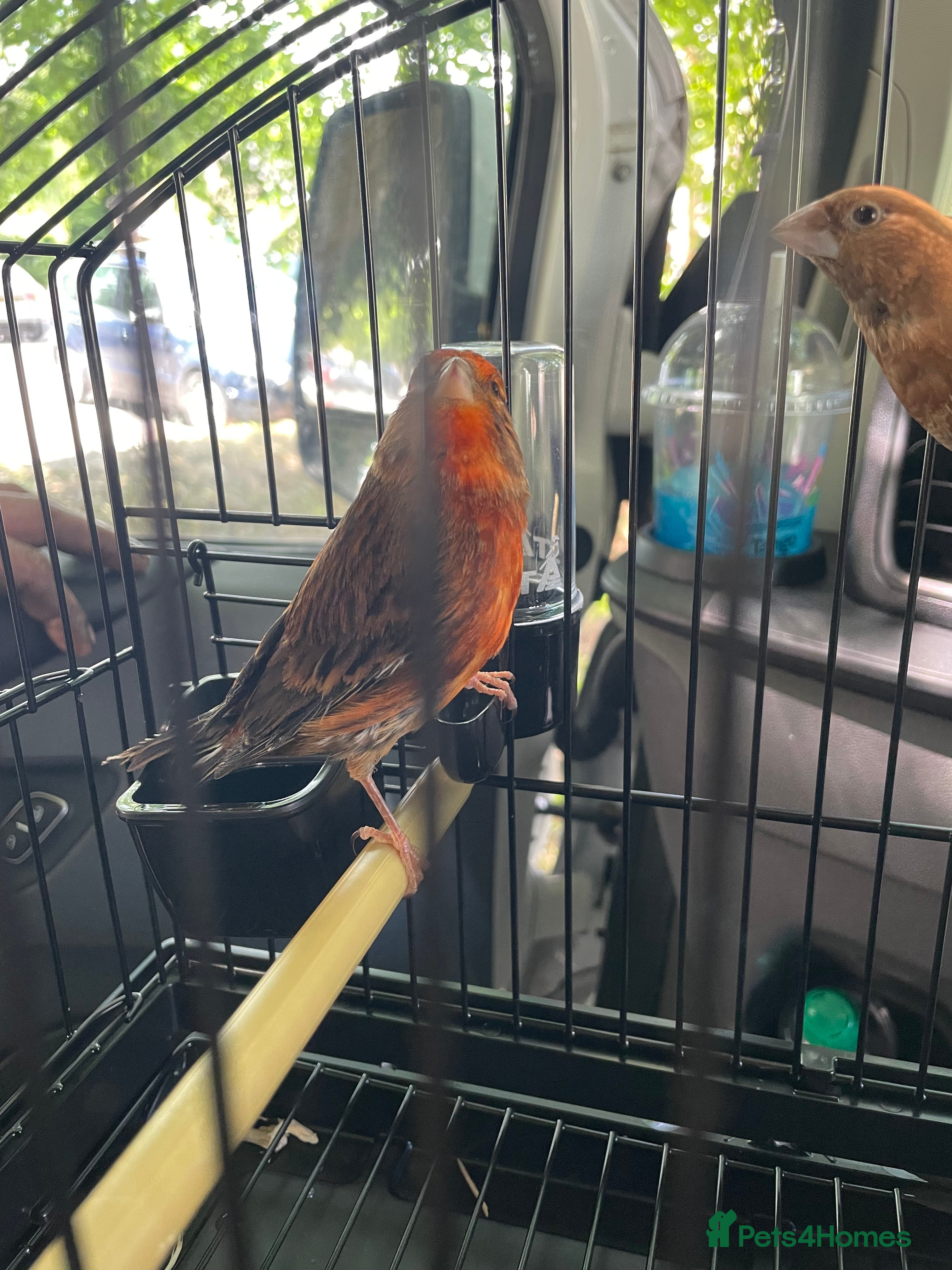 Canaries birds Canaries & finches  - Advert 6