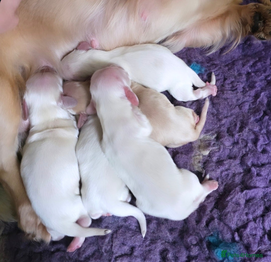 Miniature Dachshund dogs KENNEL CLUB REGISTERED CREAM MINI DACHSHUNDS  - Advert 3