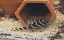 Plecos fish for sale: Juvenile/Sub adult Leopard frog plecos L134 - Image 3