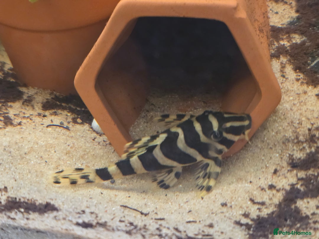 Plecos fish for sale: Juvenile/Sub adult Leopard frog plecos L134 - Image 3