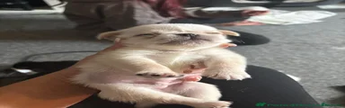 Pug 1