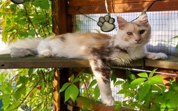 Maine Coon cats for sale: Stunning Tortie Maine Coon Kitten POLYDACTYL Girl. - Image 1