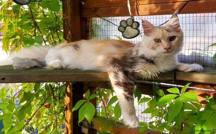 Maine Coon cats - Advert 3
