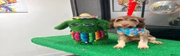 Cockapoo dogs for sale: Cockapoo 7months old  in Wetherby - Advert 1