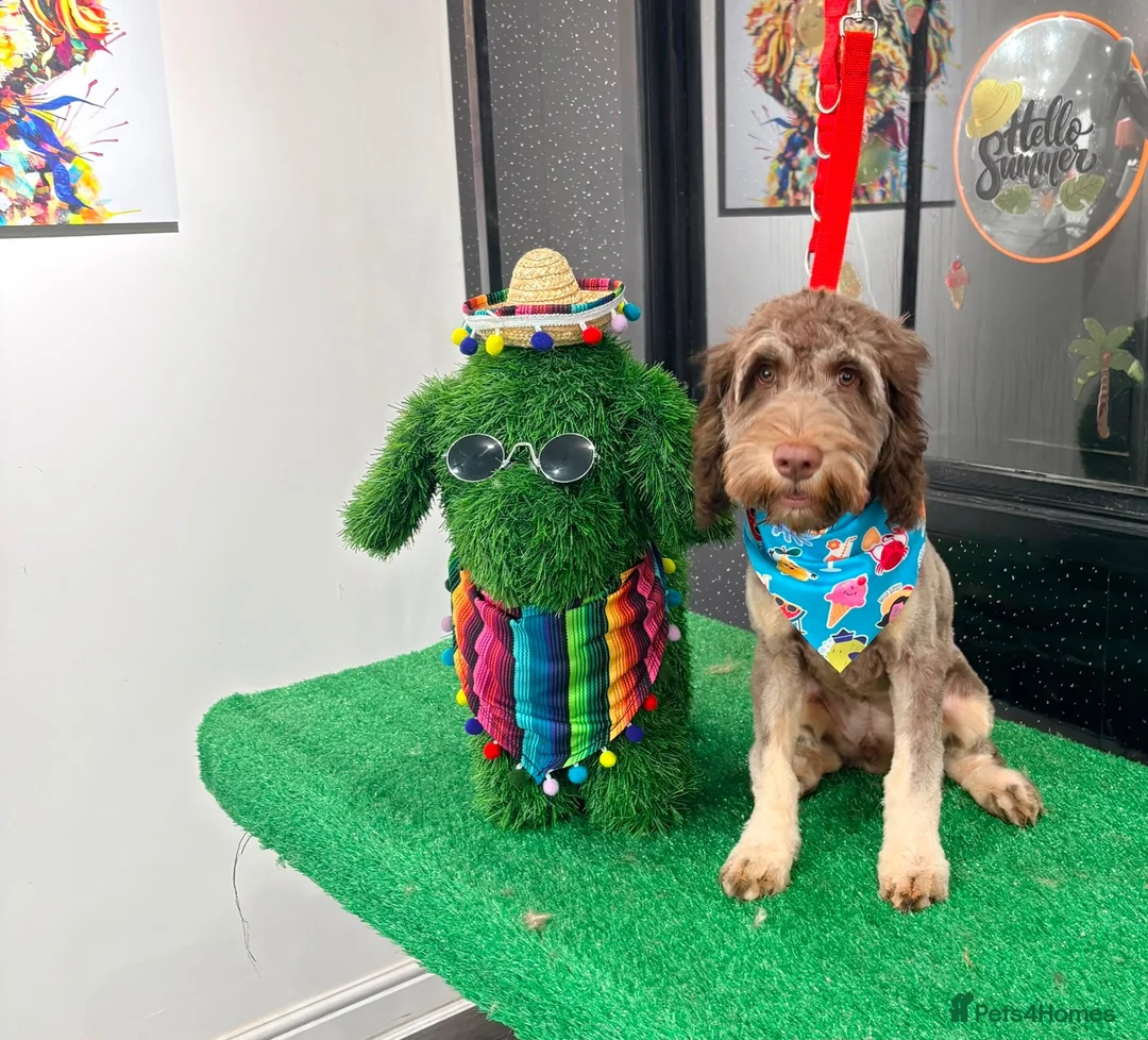 Cockapoo dogs for sale: Cockapoo 7months old  in Wetherby - Advert 1