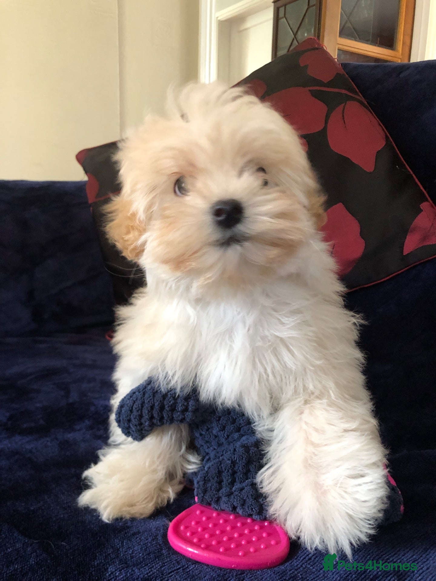 Maltipoo dogs Maltipoo puppies for sale  - Advert 1