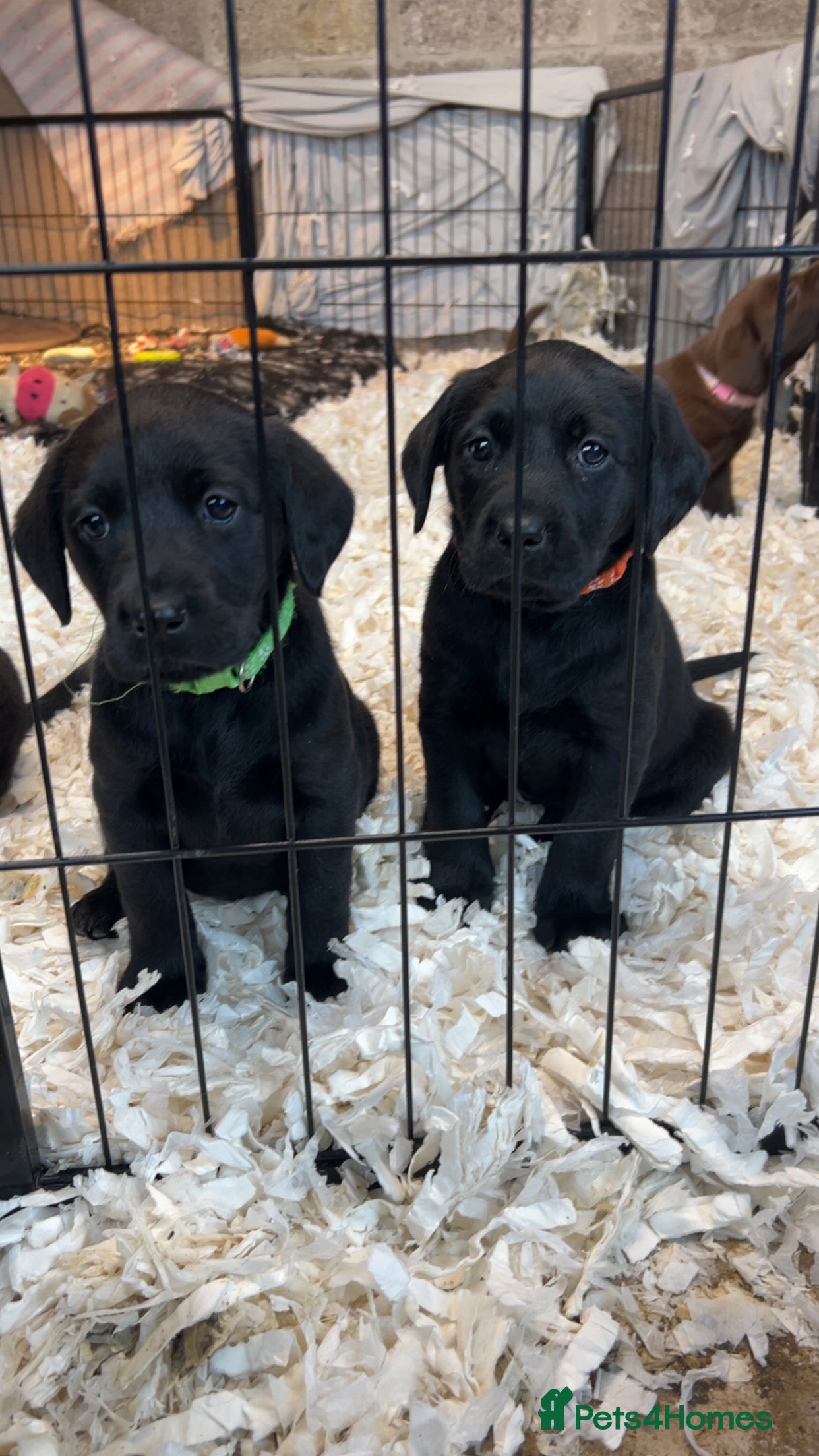 Labrador Retriever dogs Lovely KC registered Black and Chocolate pups - Advert 3