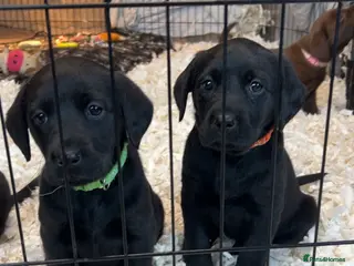 Labrador Retriever dogs Lovely KC registered Black and Chocolate pups - Advert 3